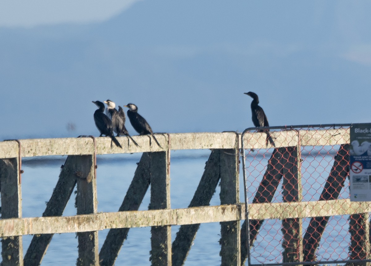 Little Pied Cormorant - ML616465924