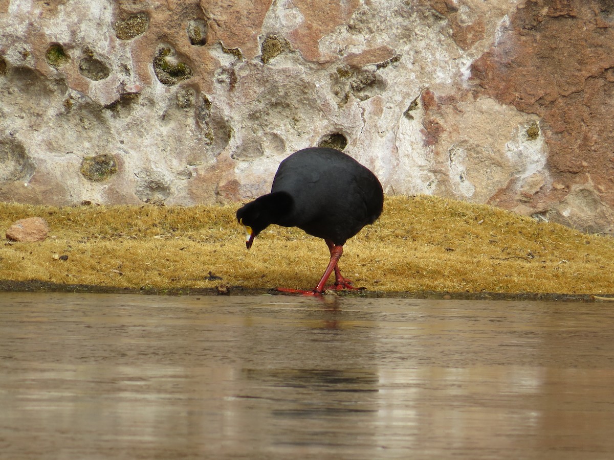Giant Coot - ML616465938