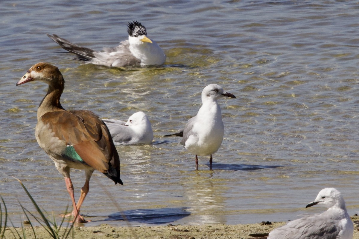 Gray-hooded Gull - ML616465947