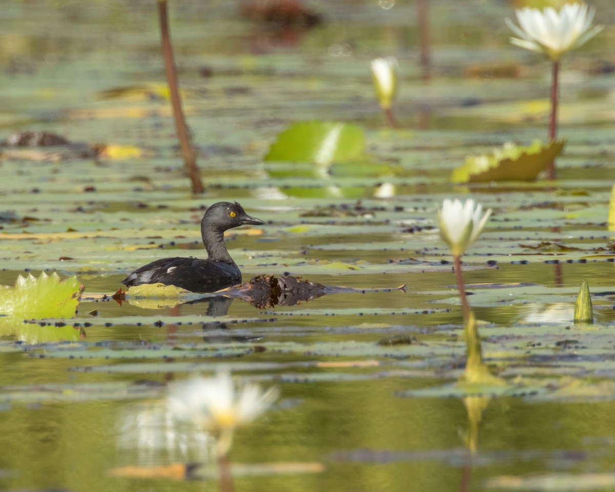 Least Grebe - Karl Wirth