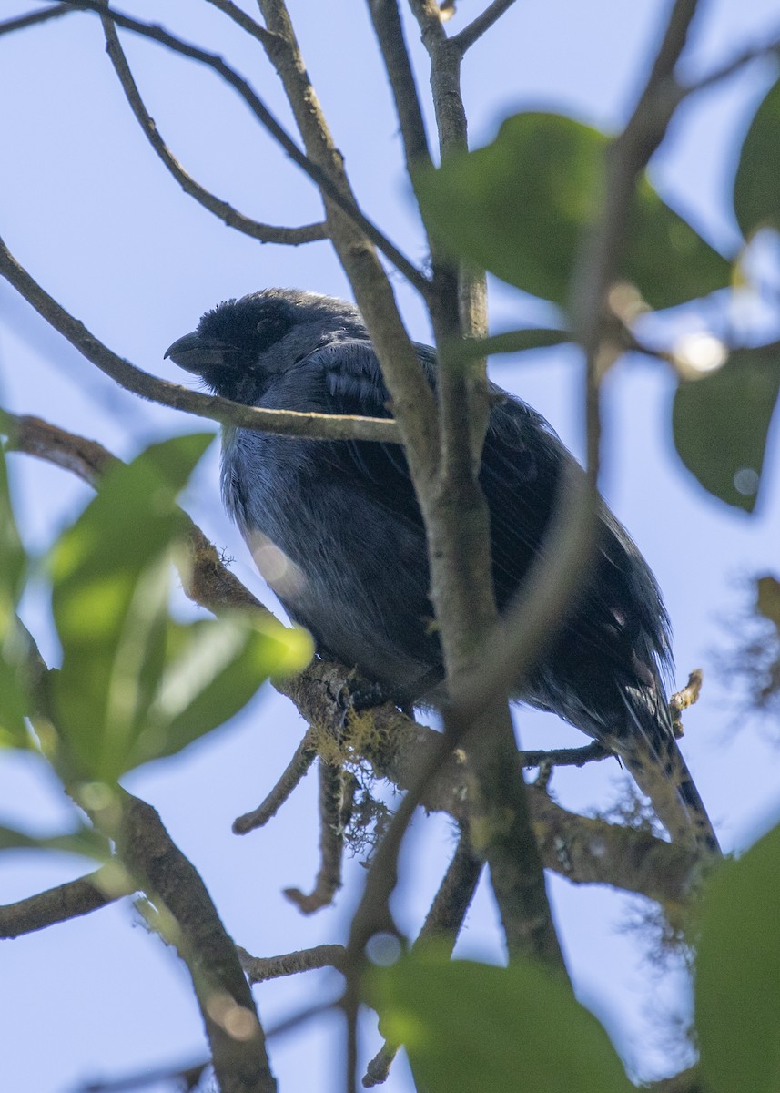 Diademed Tanager - Nathaniel Dargue