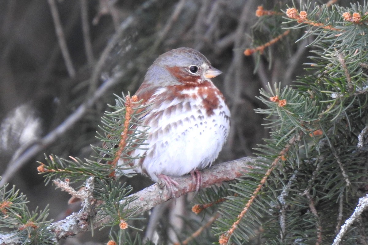 Fox Sparrow - Steve Mierzykowski