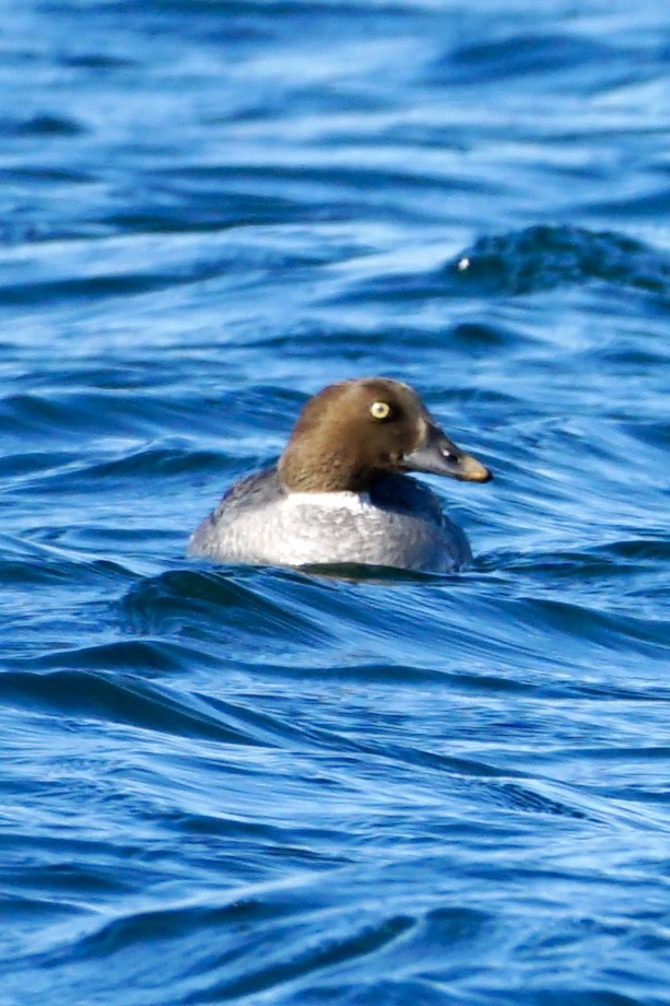 Common Goldeneye - ML616466071