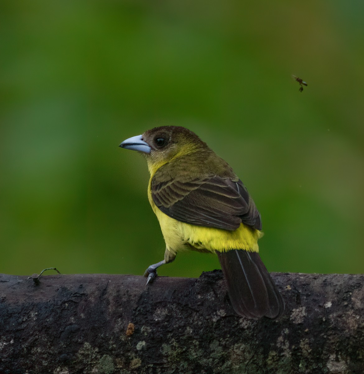Flame-rumped Tanager - Braulio Castillo