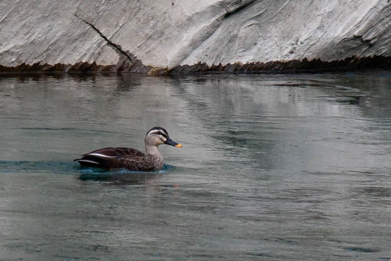 Eastern Spot-billed Duck - ML616466096