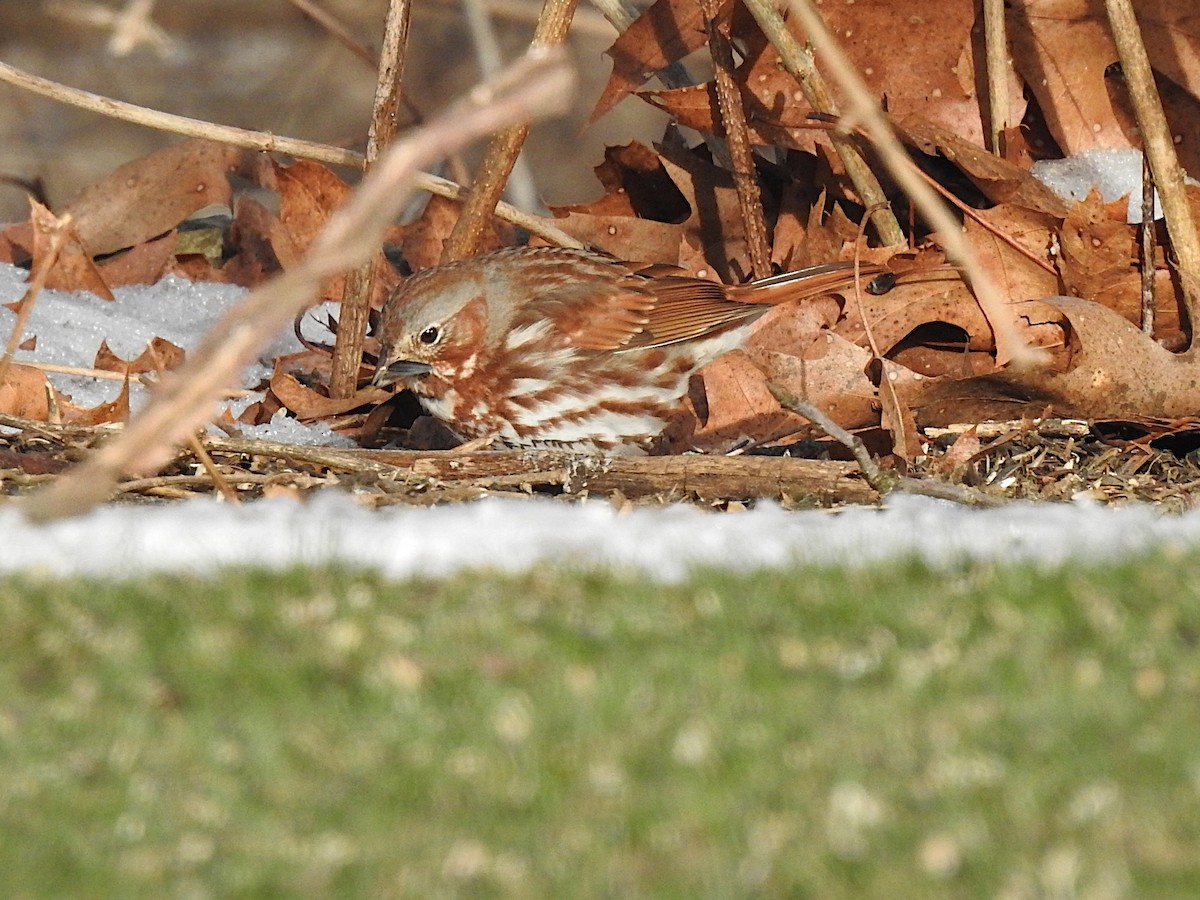 Fox Sparrow (Red) - Doug Wipf