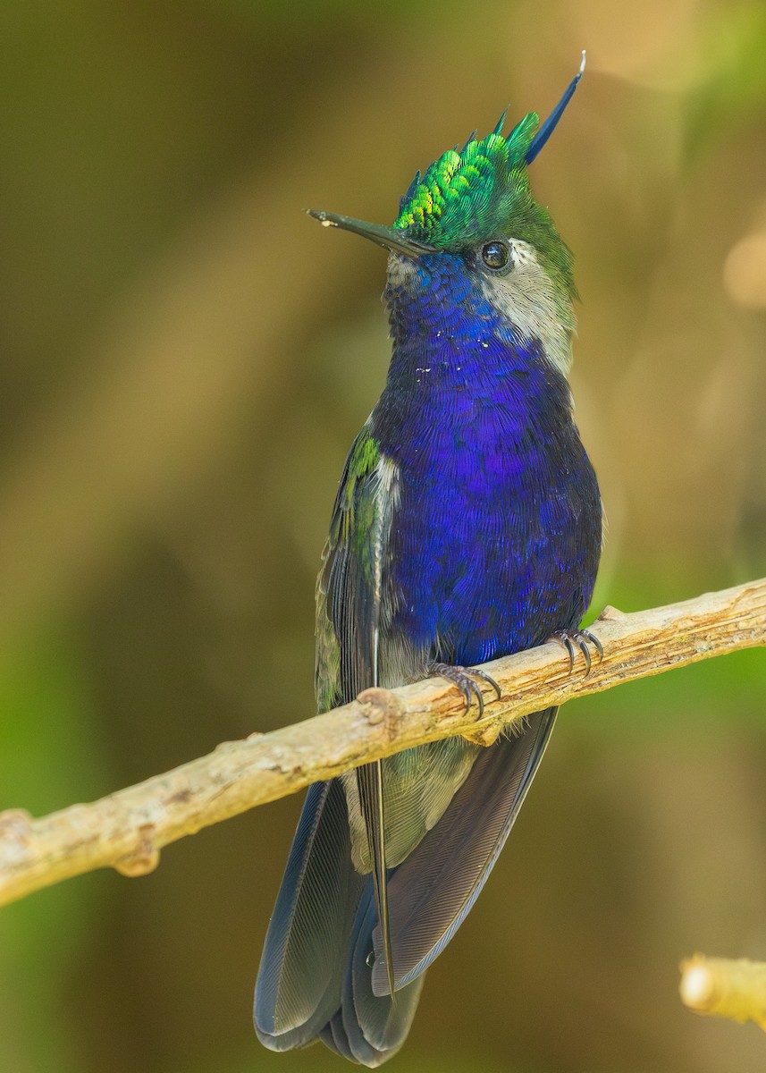 Green-crowned Plovercrest - ML616466204