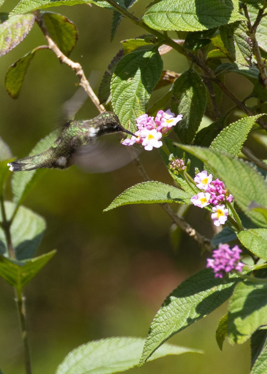 Amethyststernkolibri - ML616466211