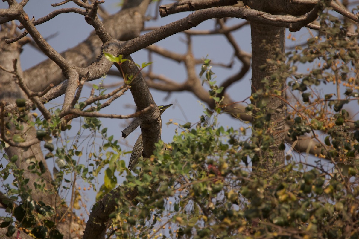 Striated Heron - ML616466252