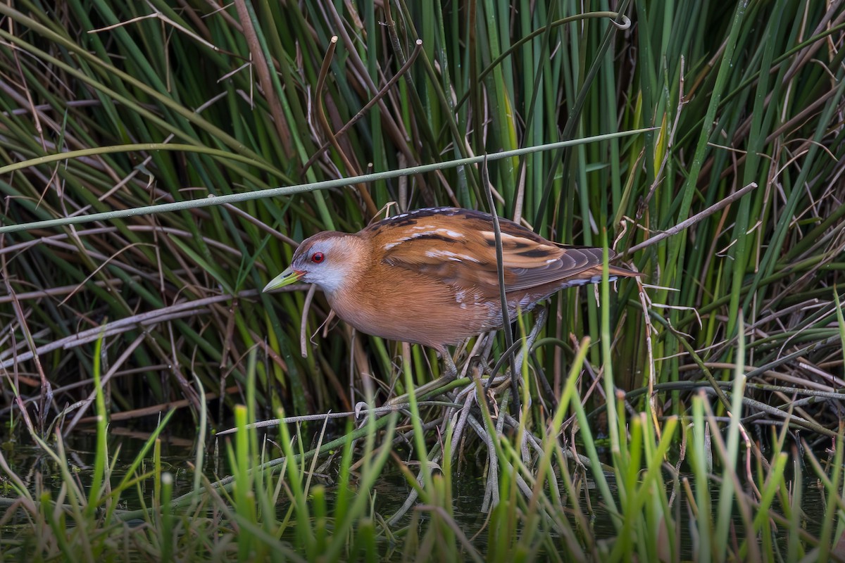 Little Crake - Onur Salkım