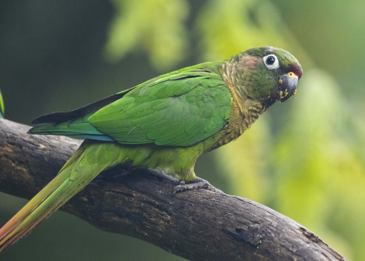 Maroon-bellied Parakeet (Maroon-tailed) - ML616466375