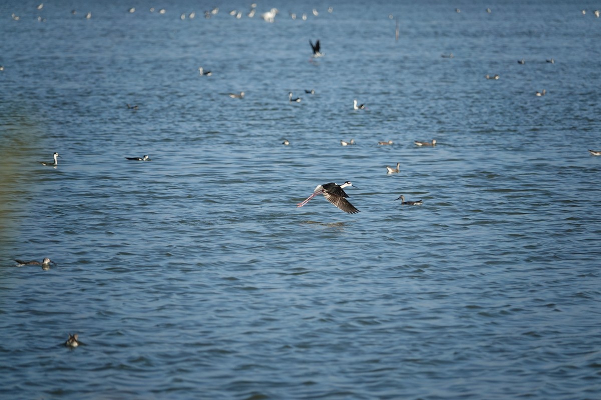 Black-necked Stilt - ML616466399