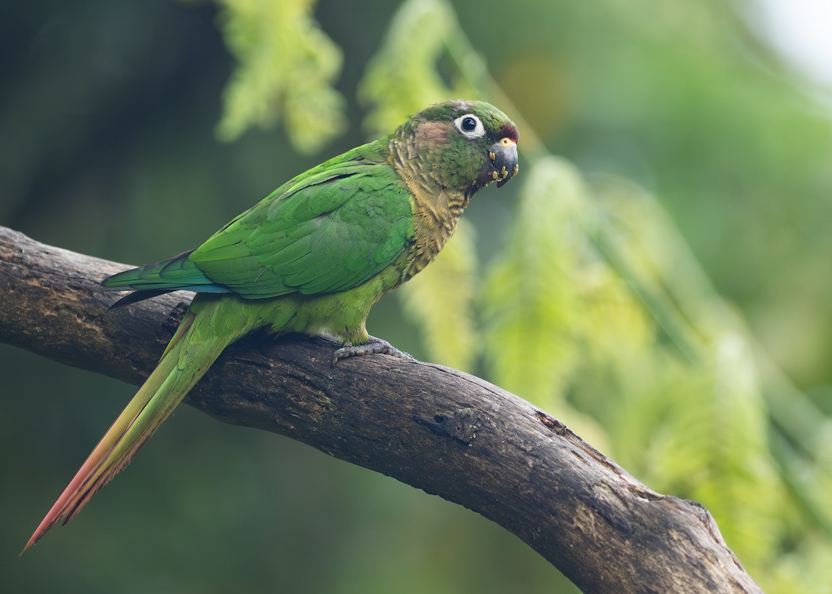 Maroon-bellied Parakeet (Maroon-tailed) - ML616466420