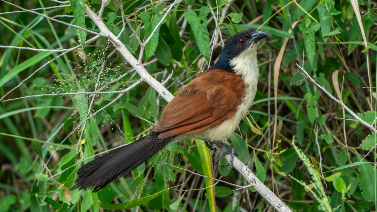 Coucal à sourcils blancs (burchellii/fasciipygialis) - ML616466436