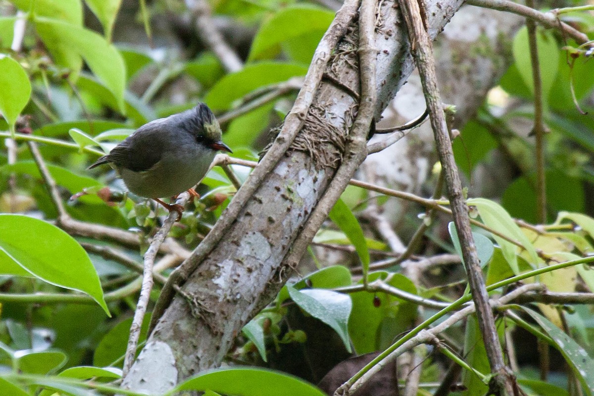 Black-chinned Yuhina - ML616466437