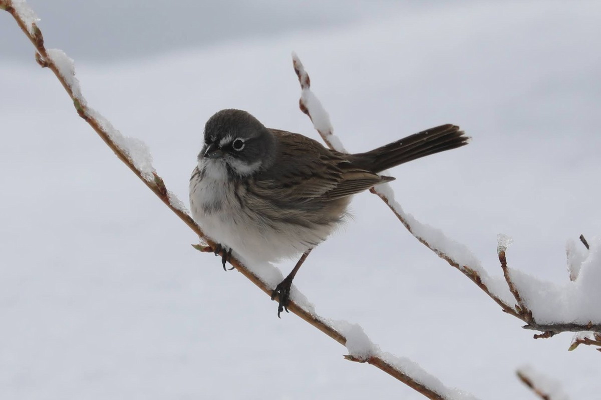 Sagebrush Sparrow - ML616466439