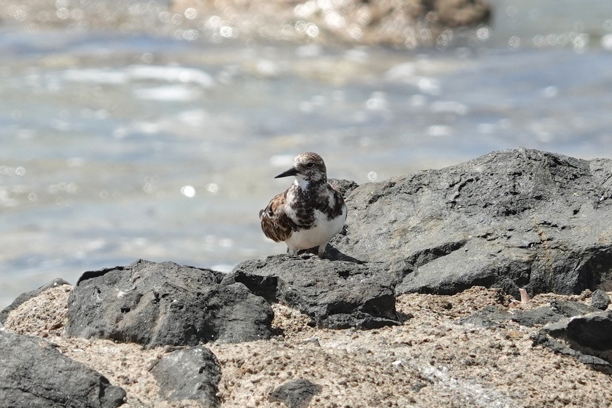 Ruddy Turnstone - ML616466441