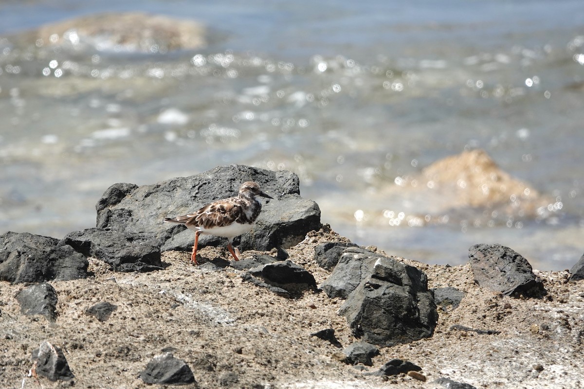 Ruddy Turnstone - ML616466443