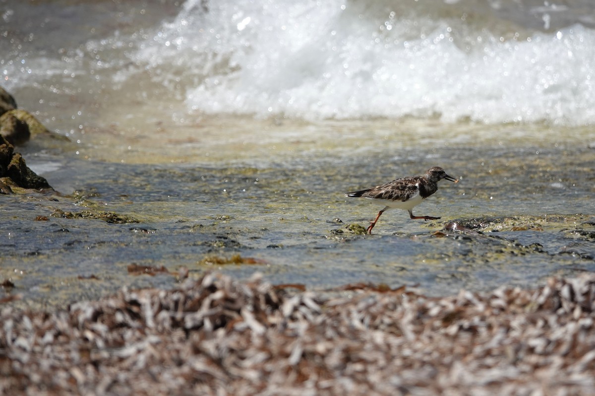 Ruddy Turnstone - ML616466445