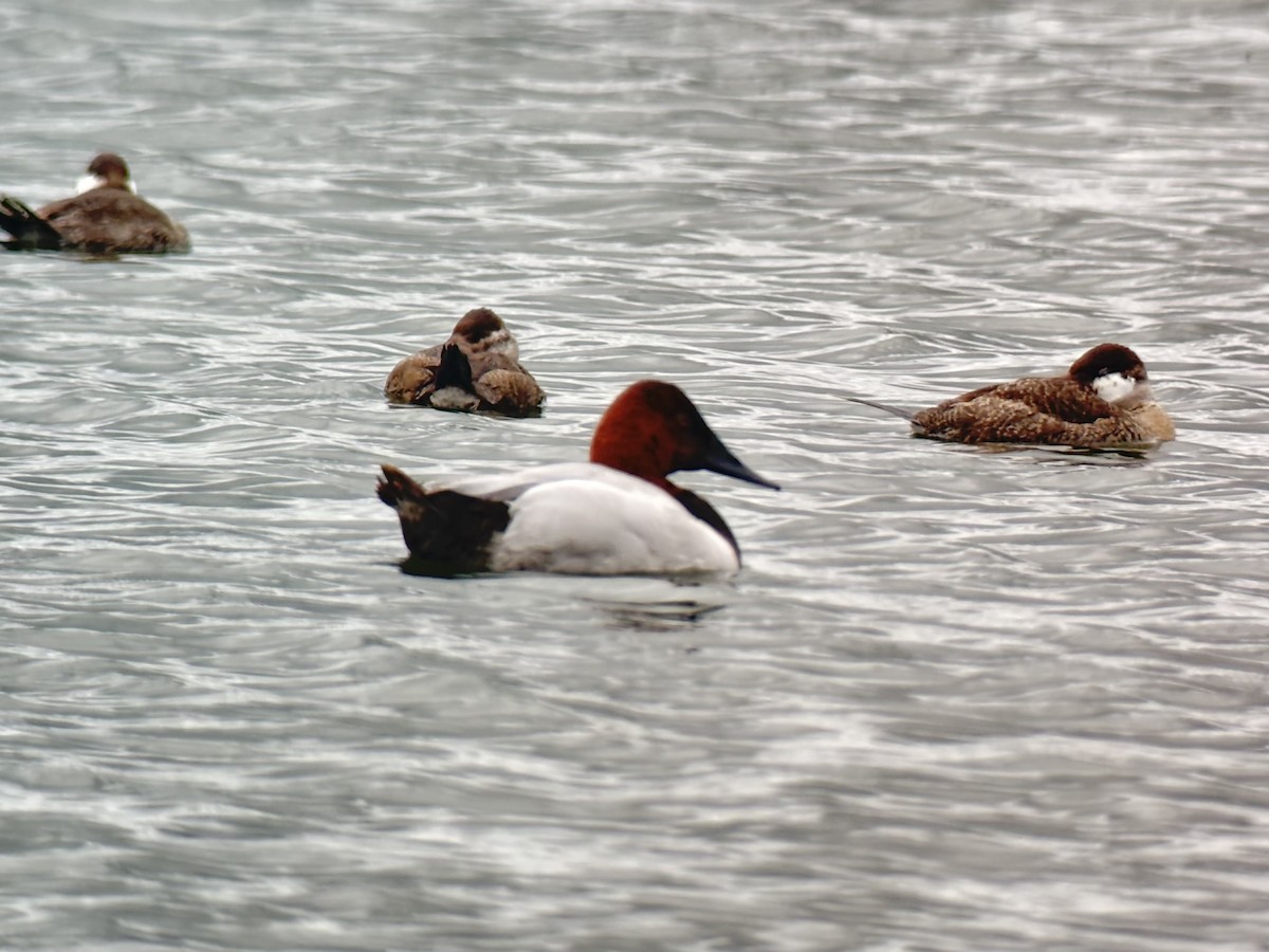 Canvasback - ML616466450