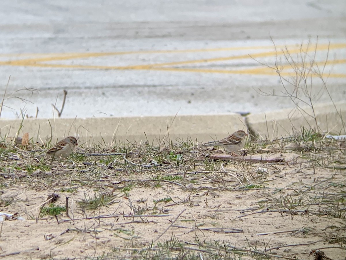Field Sparrow - ML616466526
