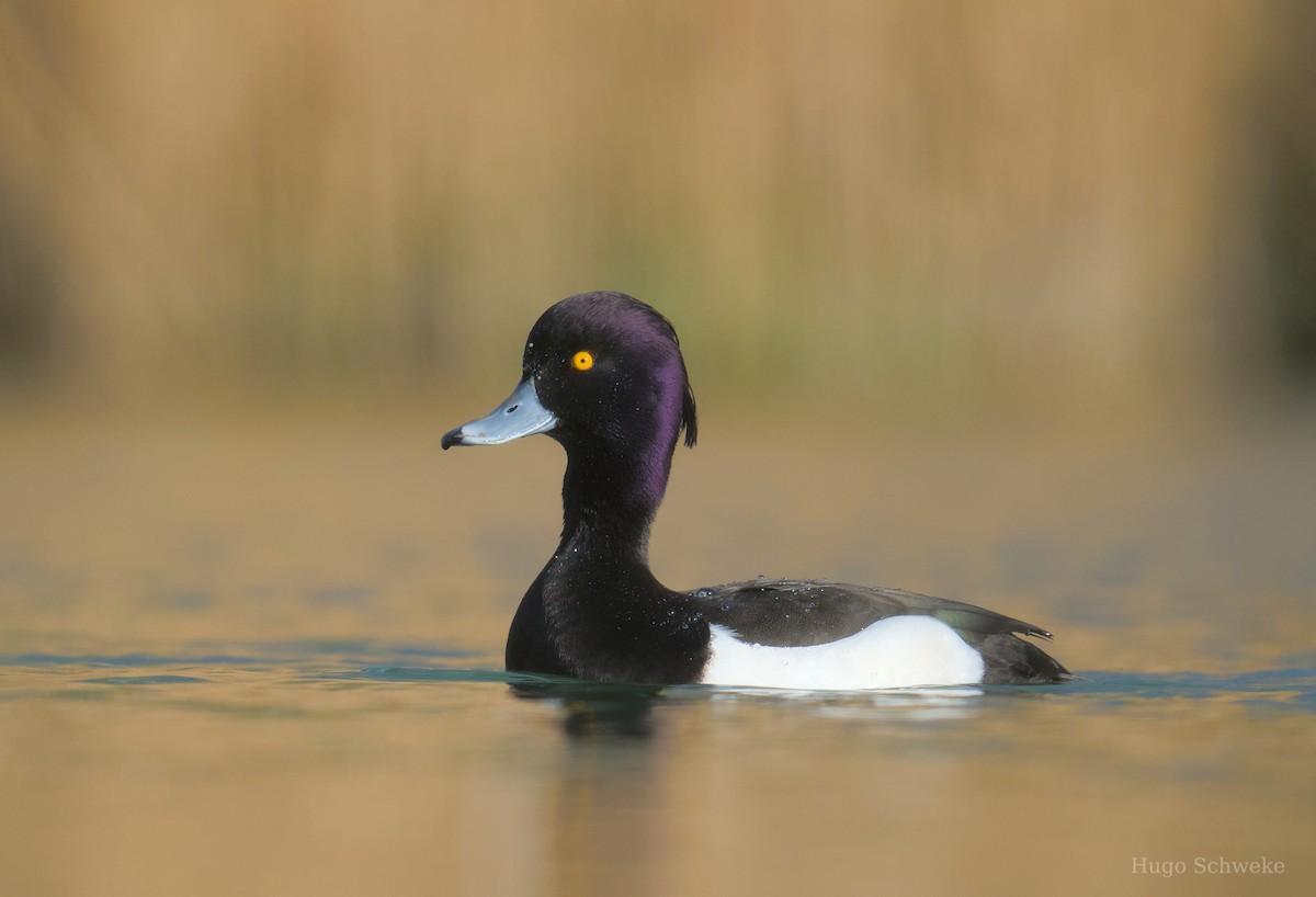 Tufted Duck - ML616466527
