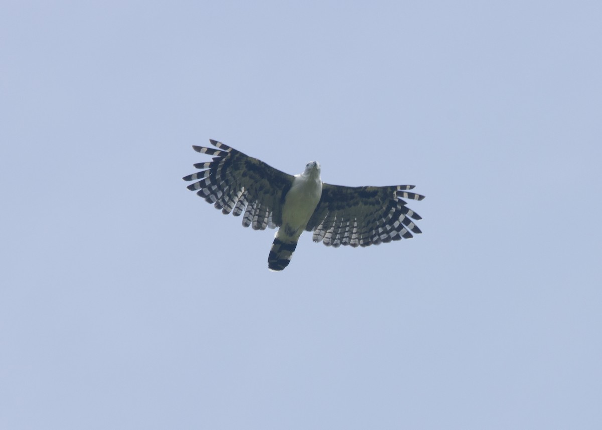 Gray-headed Kite - ML616466541