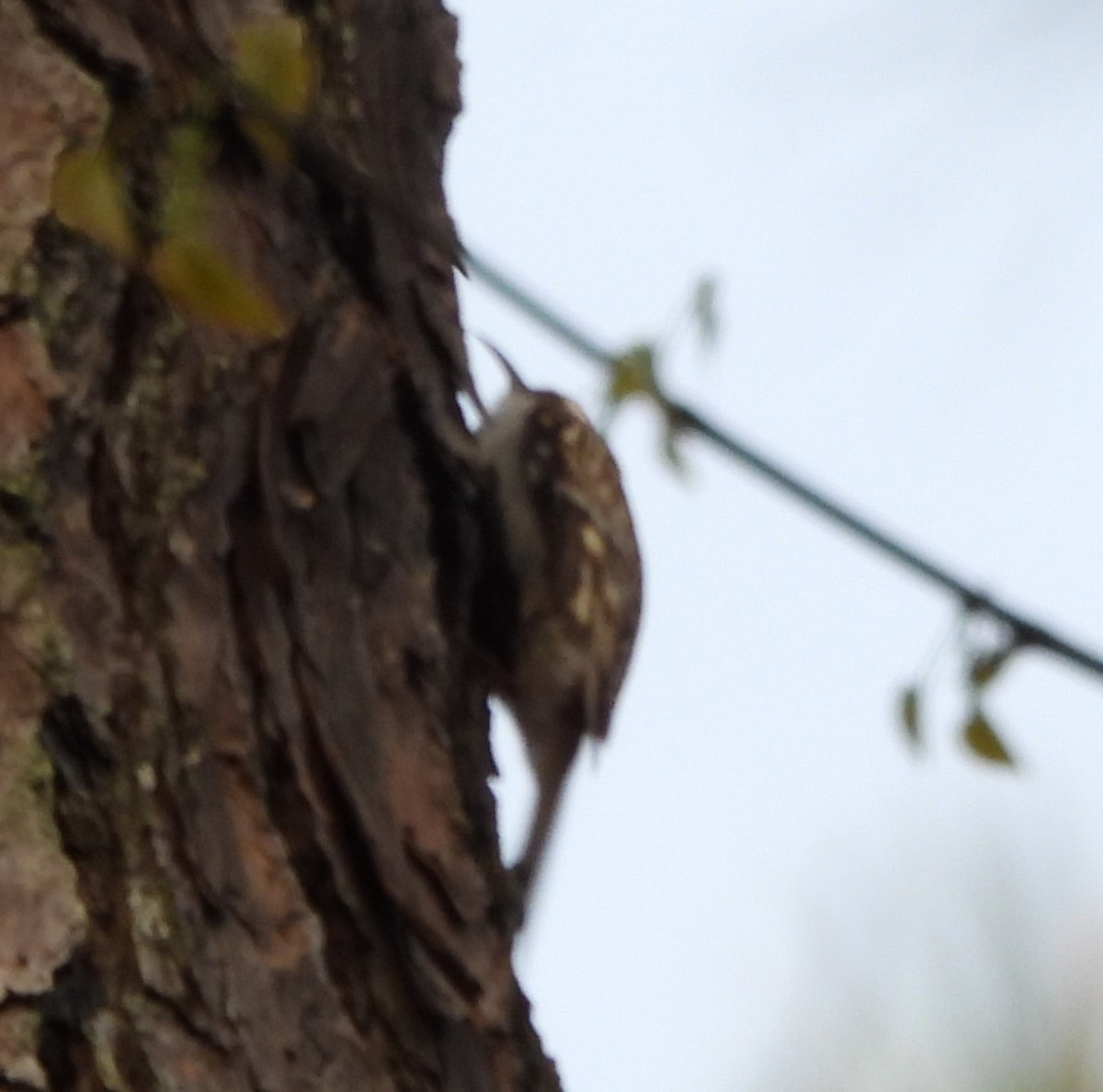 Brown Creeper - ML616466548