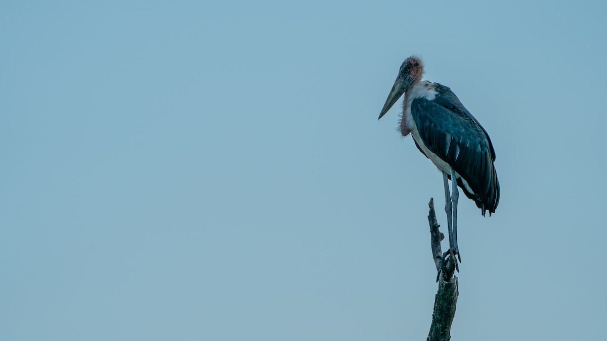 Marabou Stork - ML616466567