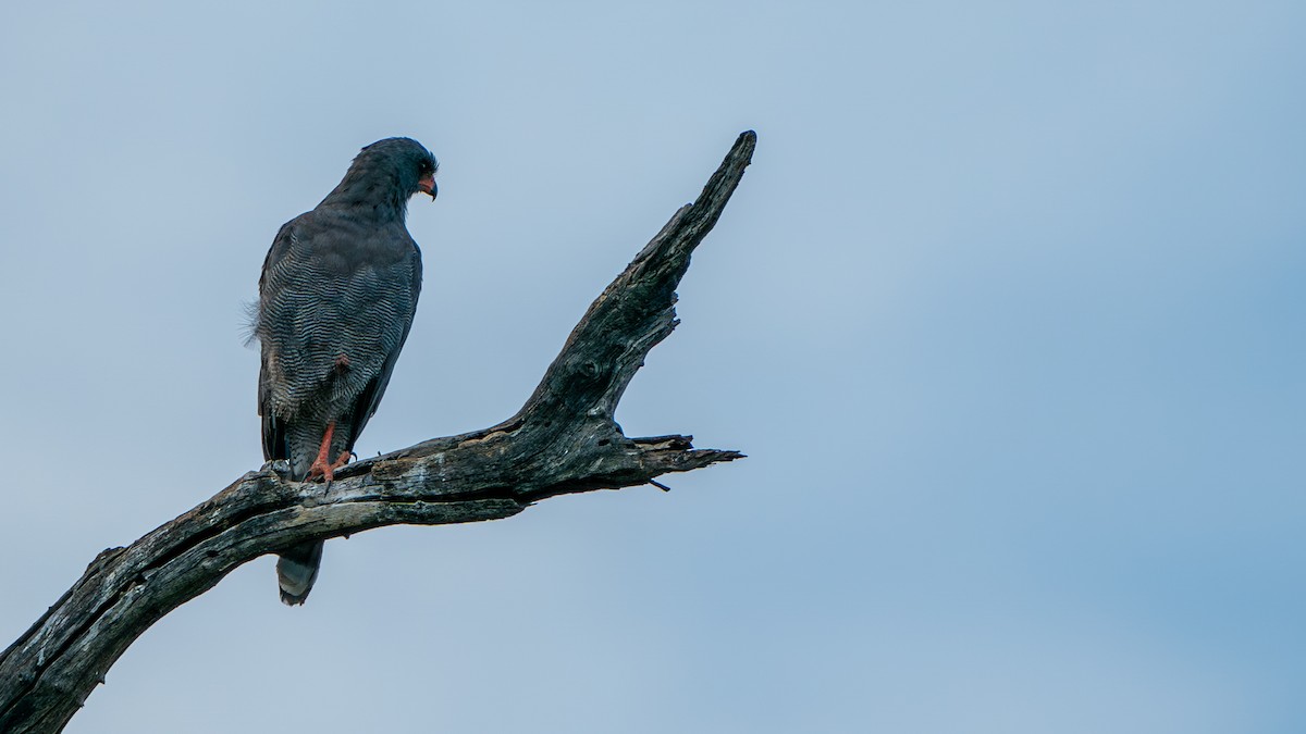 Dark Chanting-Goshawk - ML616466571