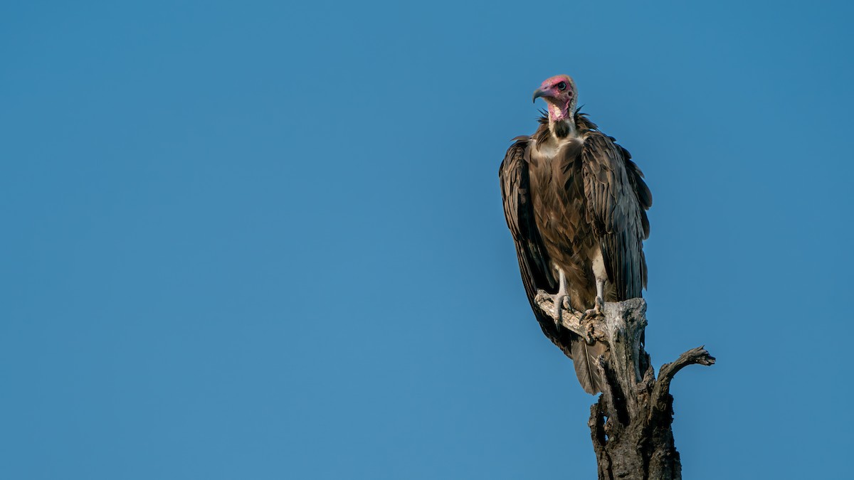 Hooded Vulture - ML616466611
