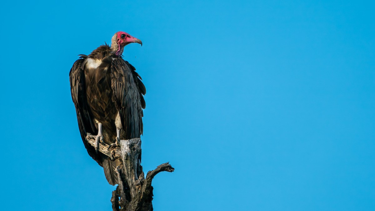 Vautour charognard - ML616466612