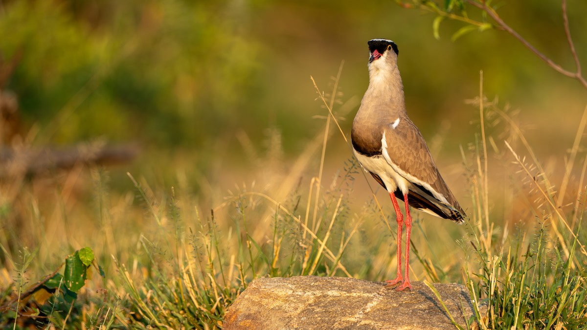 Crowned Lapwing - ML616466625