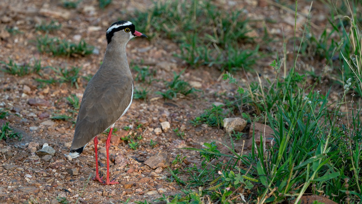 Crowned Lapwing - ML616466626