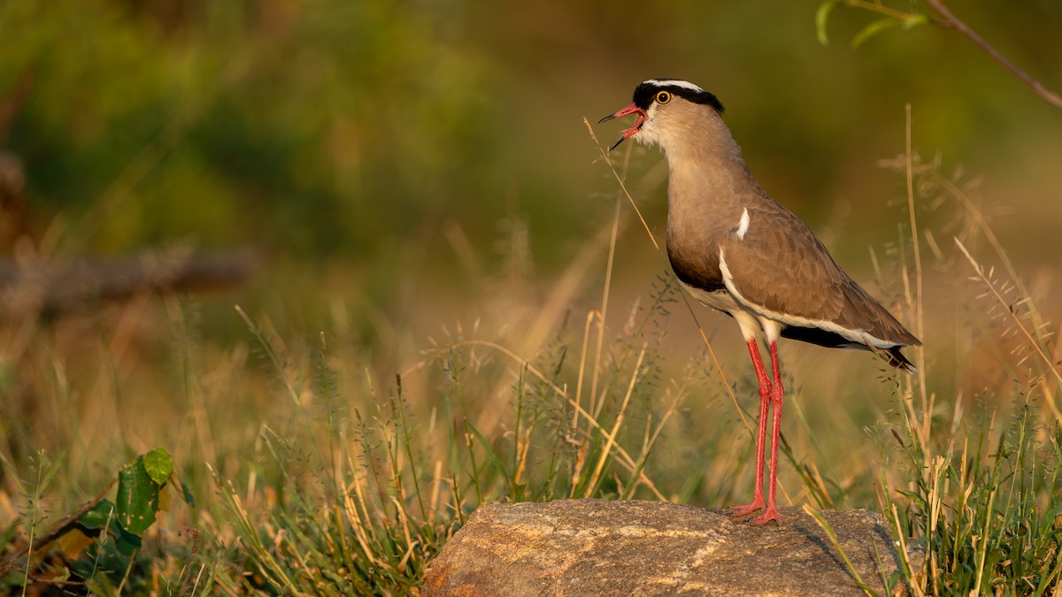 Crowned Lapwing - ML616466627