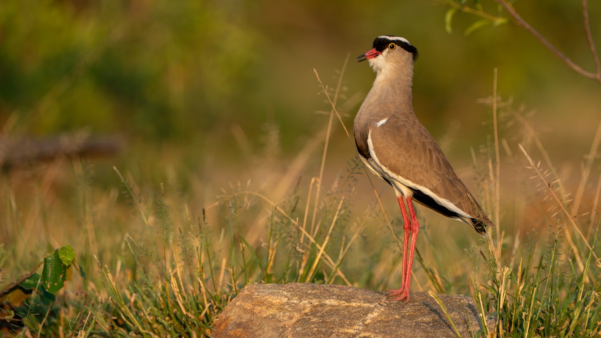 Crowned Lapwing - ML616466628