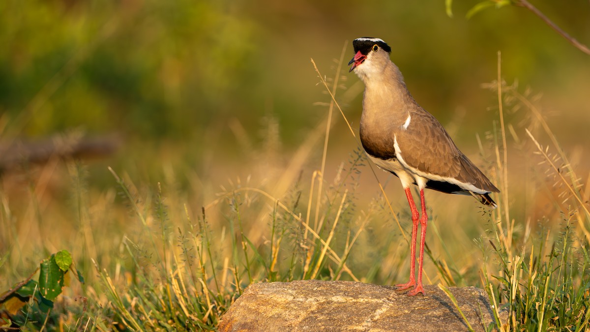 Crowned Lapwing - ML616466630