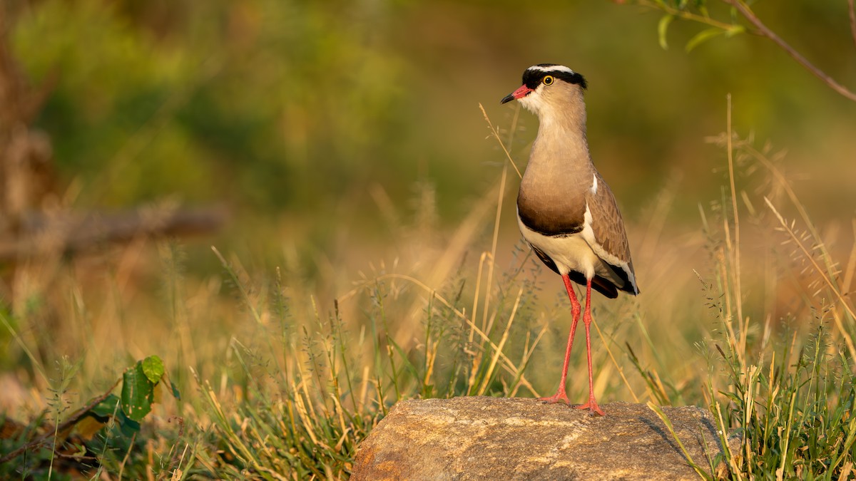 Crowned Lapwing - ML616466631