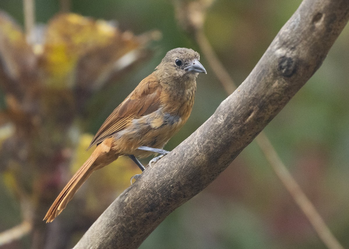 Ruby-crowned Tanager - ML616466664