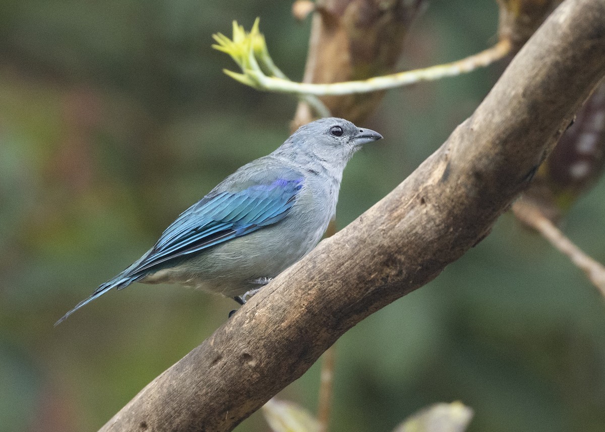 Azure-shouldered Tanager - ML616466675