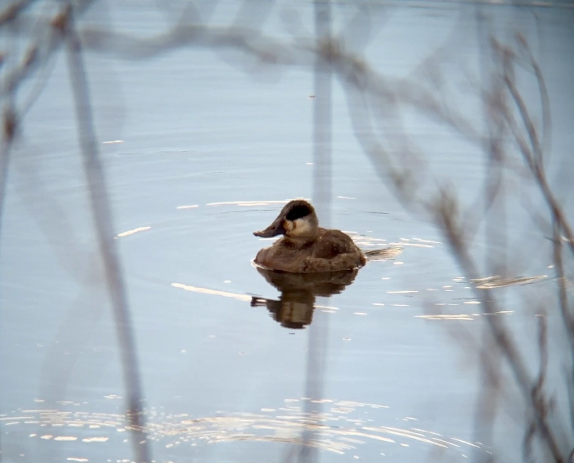 Ruddy Duck - ML616466714