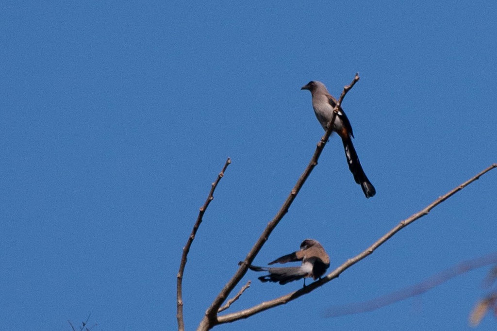 Gray Treepie - ML616466719