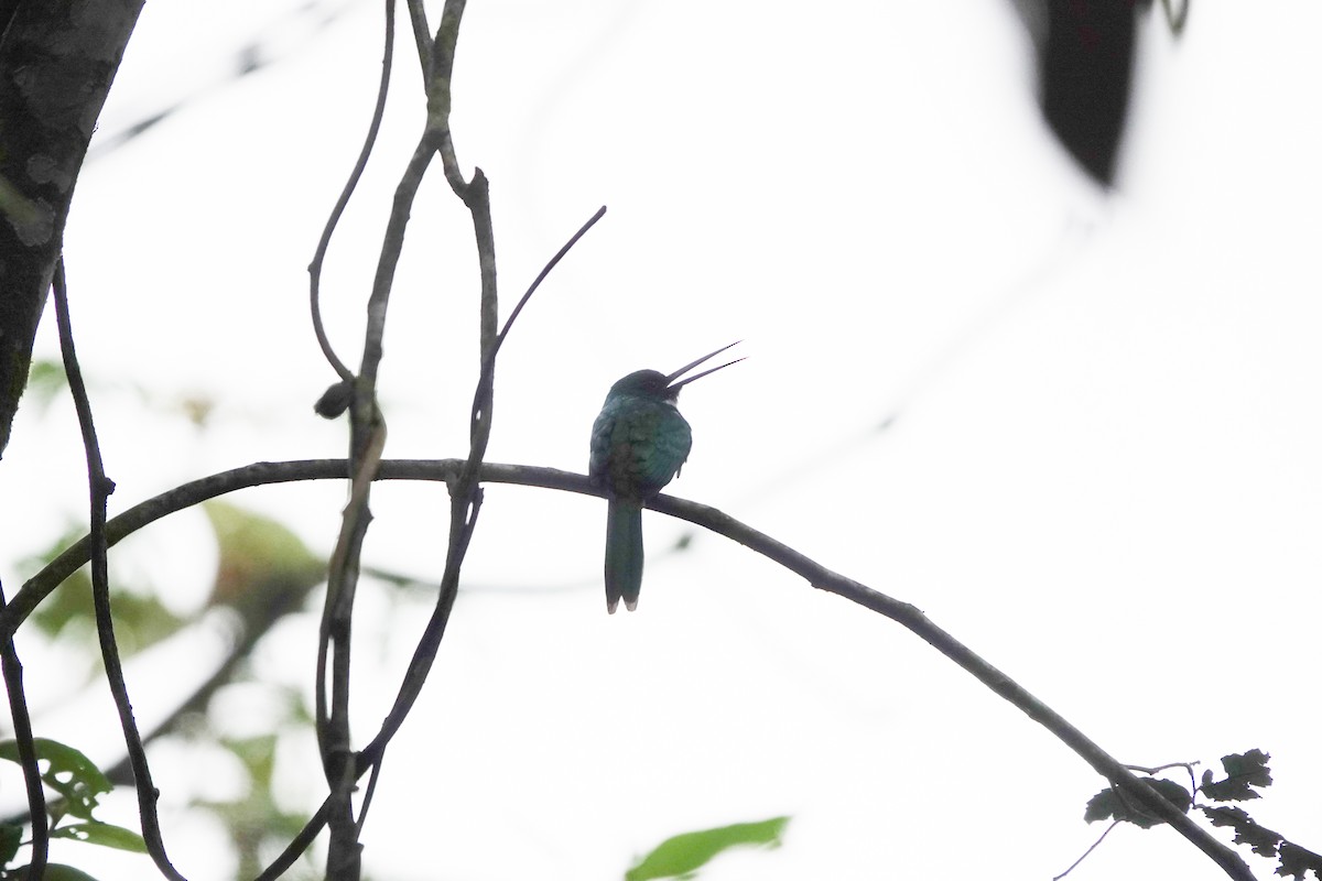 Rufous-tailed Jacamar - Kirsten Abildskov