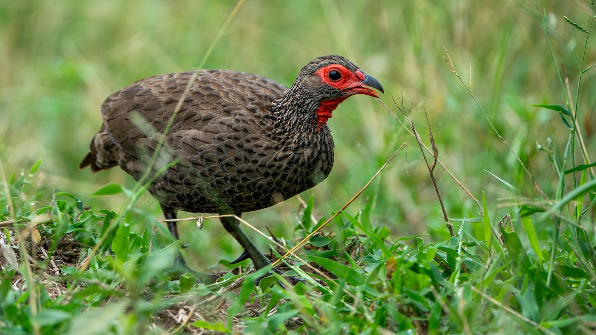 Swainson's Spurfowl - ML616466785