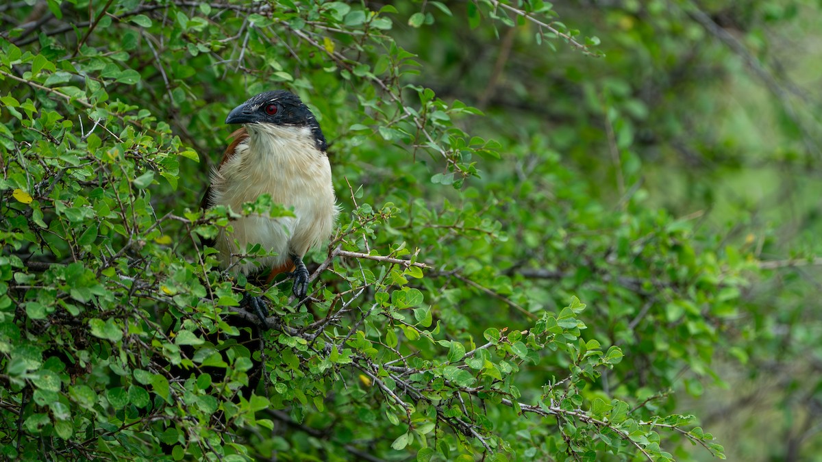 White-browed Coucal (Burchell's) - ML616466790