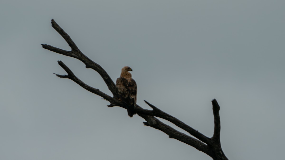 Tawny Eagle - ML616466803