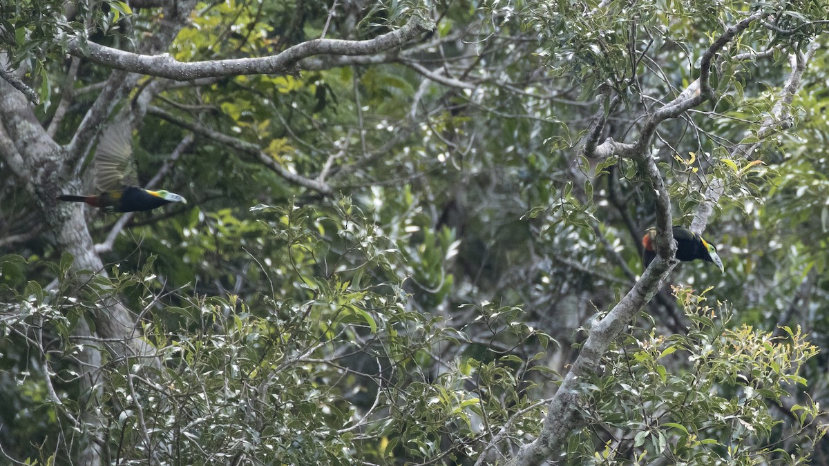 Spot-billed Toucanet - ML616466810