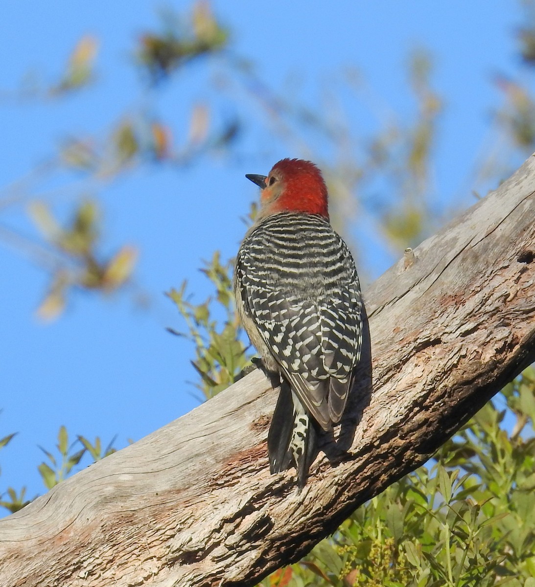 Red-bellied Woodpecker - ML616466815
