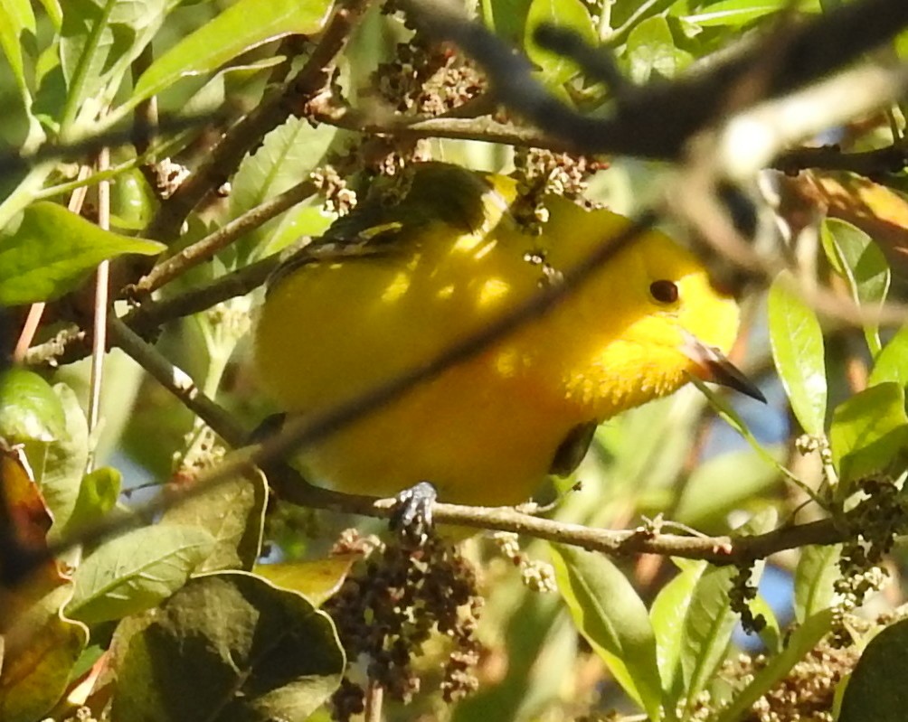 Prothonotary Warbler - ML616466862
