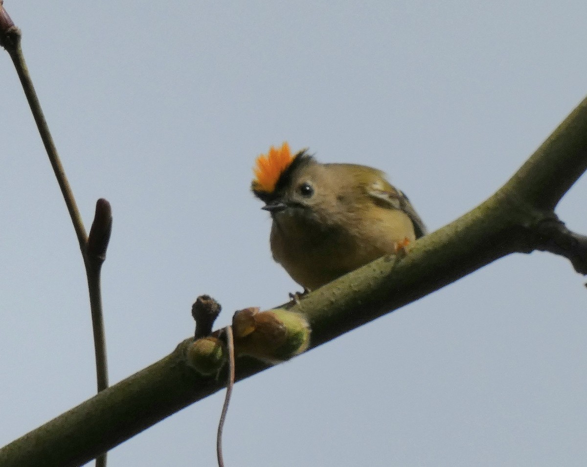 Goldcrest (European) - ML616466870